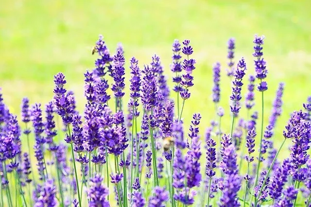 100+ LAVENDER True English Seeds Lavender vera Fragrant Garden Flowers