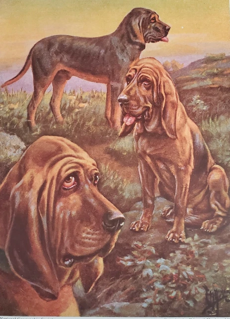 Vintage Dog  Print Page Edward Herbert Miner Art Bloodhounds Man Hunters Tracker
