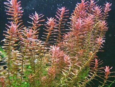 BUY2GET1FREE-10 stems Rotala Rotundifolia Live Aquatic Fresh Water Plant Aquarim
