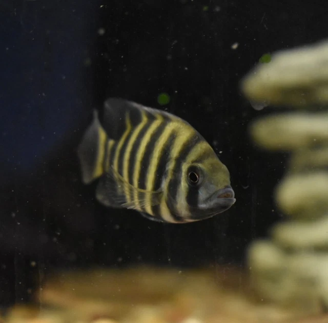 Live Buttikoferi Zebra Tilapia Cichlid (3" Aquarium Fish) PLS READ DESCR 4
