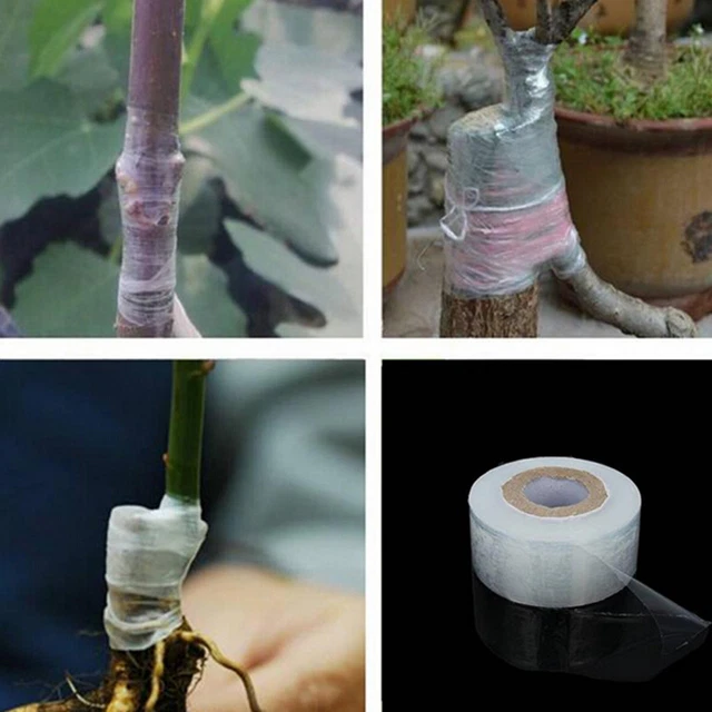 Outil de jardin de bande extensible de greffage d'arbre de fruit de 3cm * FRFR