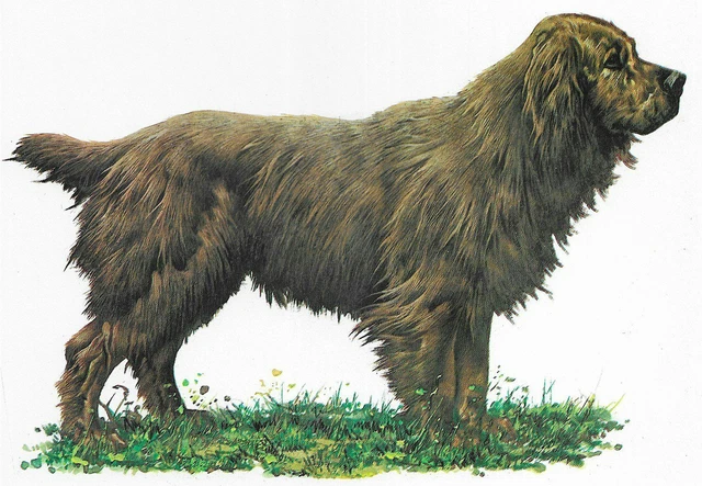 Sussex Spaniel - CUSTOM MATTED - 1976 Vintage Dog Art Print - Cozzaglio Sussex Spaniel - CUSTOM MATTED - 1976 Vintage Dog Art Print - Cozzaglio