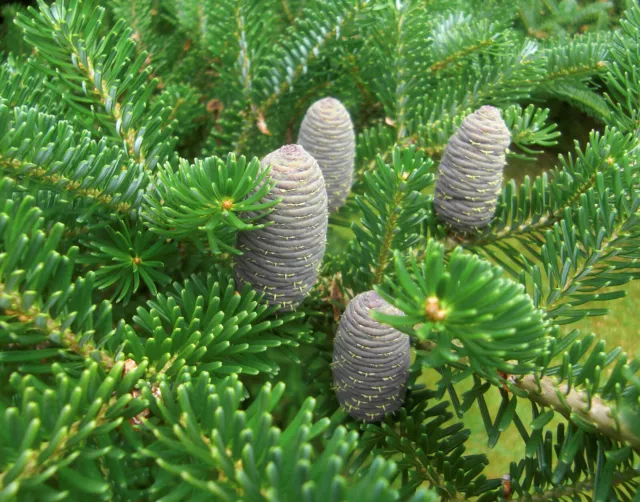 Zwerg-Koreatanne Abies koreana 'Nana' Pflanze 15-20cm Korea-Tanne Tanne Rarität