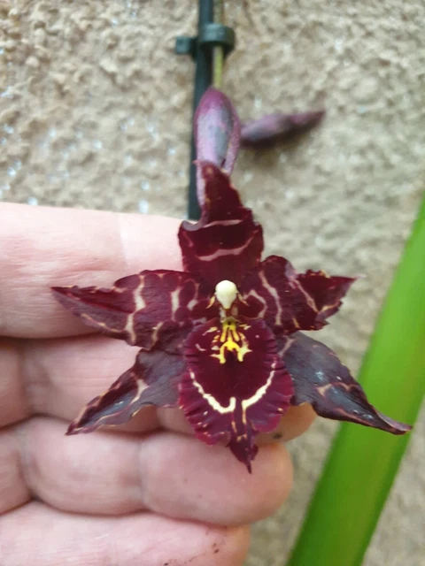 Rare Odontoglossum orchid plant FS,  in bloom