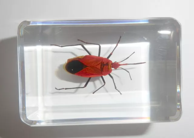 Red Bug Dindymus rubiginosus in clear small Block Education Insect Specimen