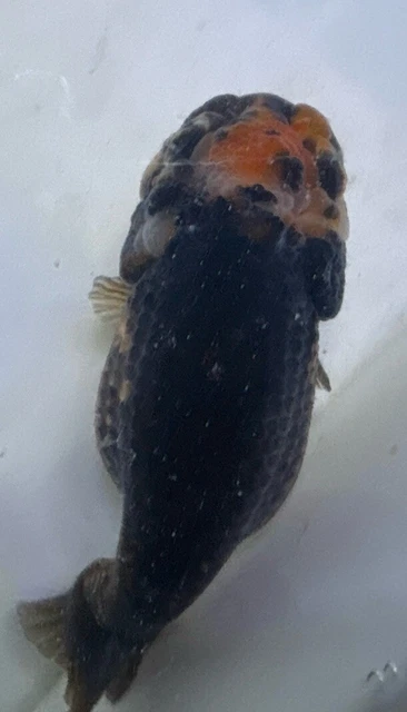 LIVE pond goldfish  Fish~ Goldfish Ranchu goldfish koi pond 3.75 Inch