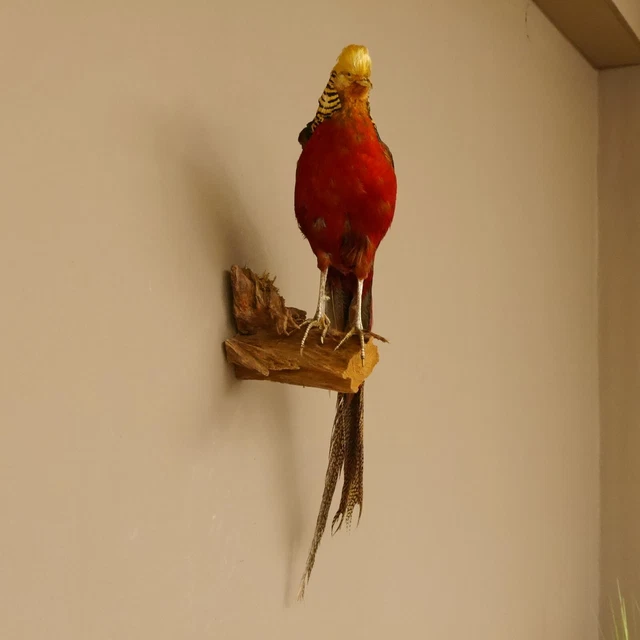 Goldfasan Pájaro Preparado Altura 65CM Taxidermy para Animales 90.4.41 2