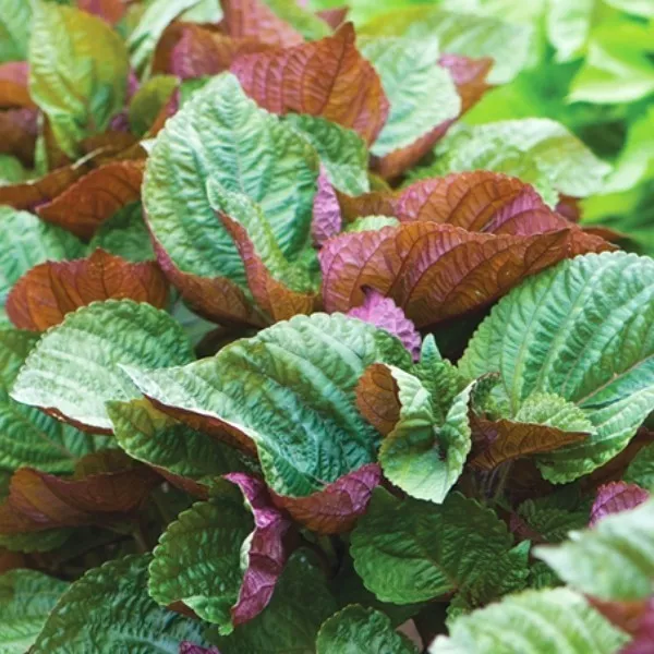 Perilla  Shiso  Bi-Colour 1.0 Gram  Approx 385 Seeds (10 Gm Available)