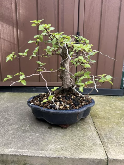 Korean hornbeam bonsai tree