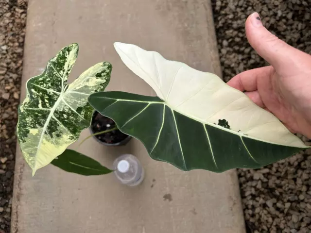 Alocasia Frydek Variegated Rare Established Indoor Plant(Monstera, Philodendron)