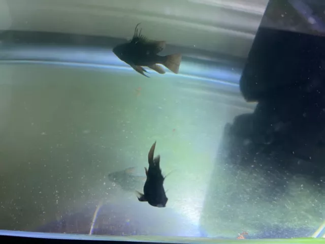 Black ram cichlid juvenile (unsex)