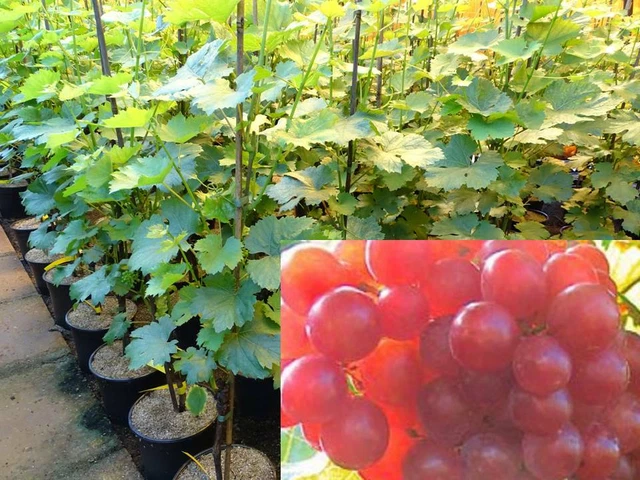 Vitis vinifera Paradiso Weinrebe Riesen Tafeltraube Wein Weintraube Winzersorte