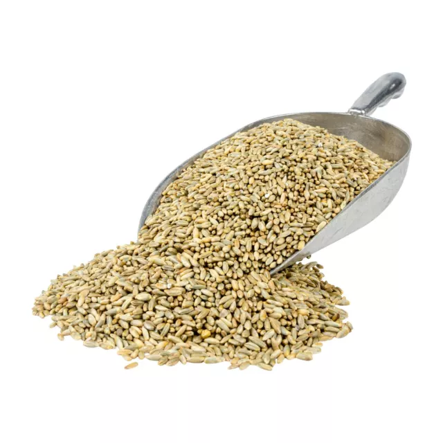 Organic Rye Grain (UK Sourced) - Seed, Berries - Mushroom Cultivation, Baking