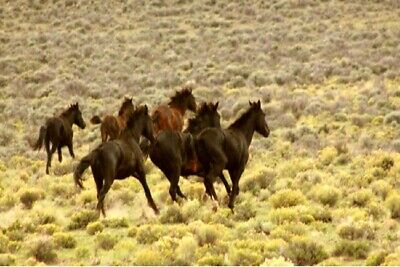 5 Acre Colorado Ranch! Fantastic Views! Road Frontage! Cash Sale! No Reserve! 2