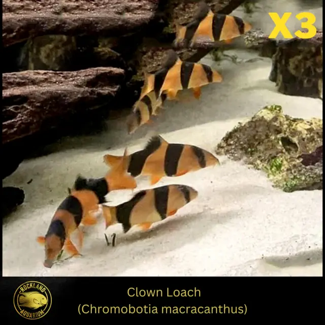 3 pack Clown Loach - Chromobotia macracanthus - (3x) Live Fish (2.25" - 3")