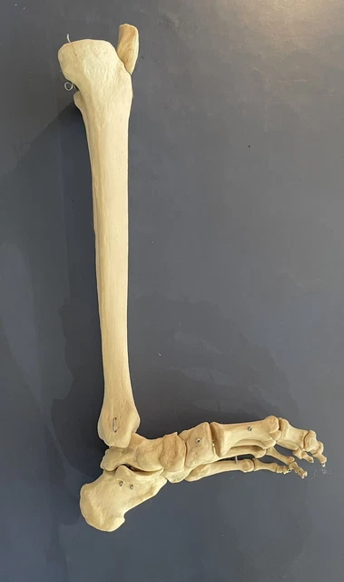 Skelett Schienbein Fuß