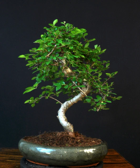 Bonsai Chinesische Ulme Ulmus Parvifolia Indoor Baum Pflegeleicht !!!