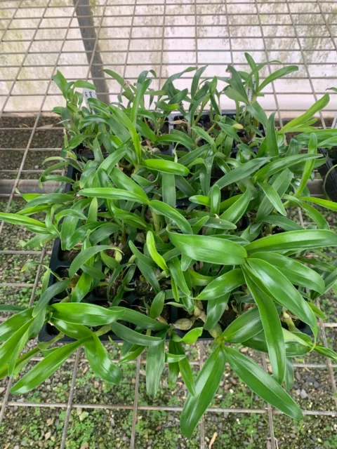 RON Dendrobium Orchid Den. chrysotoxum var. suavissimum 40mm Pot Size SPECIES 2