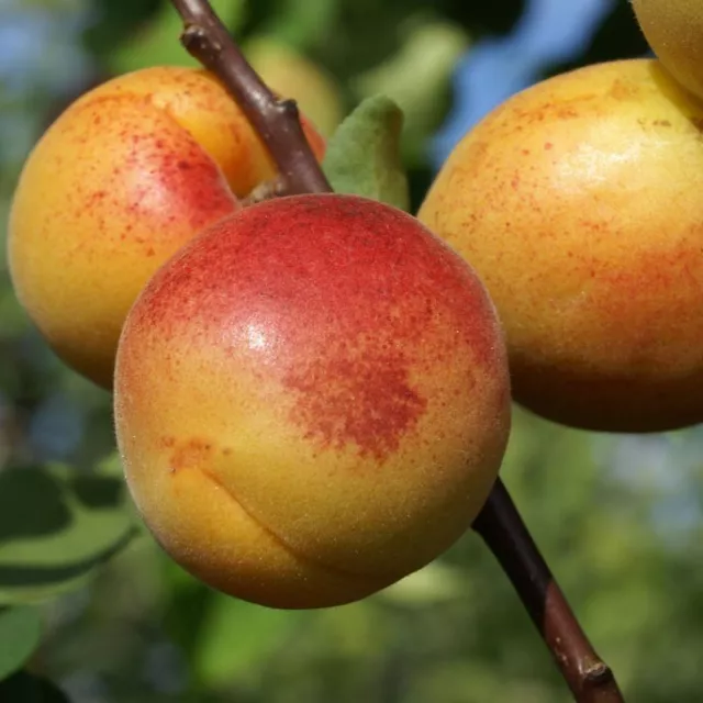 Aprikosenbaum Mombacher Frühe sehr frosthart süß saftig 120-150 cm 7,5-10 L