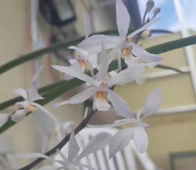 Holcoglossum Subulifolium X Vanda Christensonianum Plus Grande Plant En Fleurs