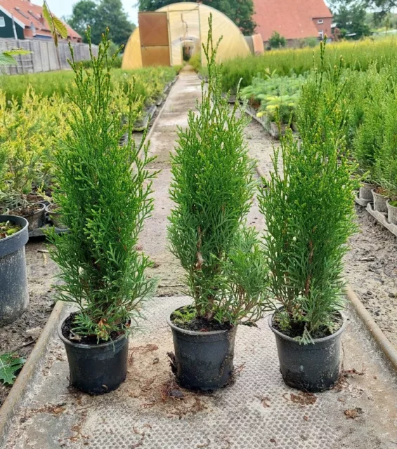 20 Stück Thuja Smaragd  35 bis 45 cm, Lebensbaum, immergrüne Heckenpflanzen