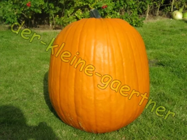 Halloweenkürbis Big Max Riesenkürbis Speisekürbis Halloween Kürbis 10 Samen