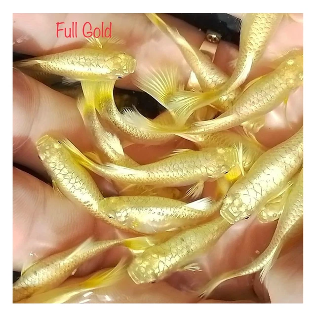 1 Pair Live Guppy Fish - Full Gold - High Quality
