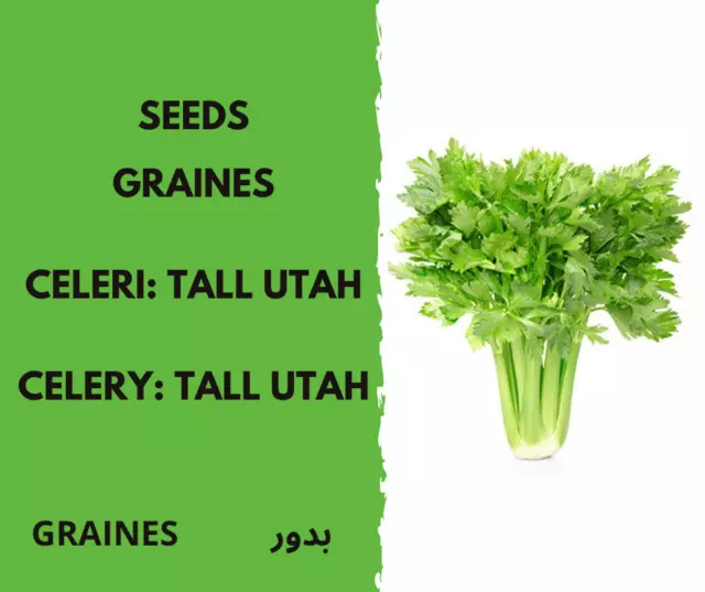 Graines  seeds Celeri: Tall Utah