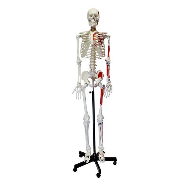 MonMed | Medical Skeleton Model Life Size Human Skeleton Model, Numbered