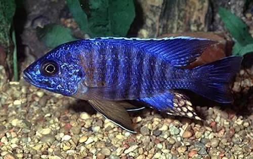 Live  Blue Peacock Cichlid Aulonocara nyassae for fish tank aquarium