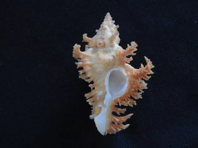 Sea shell Chicoreus banksii crocatus 60.8mm ID#5939
