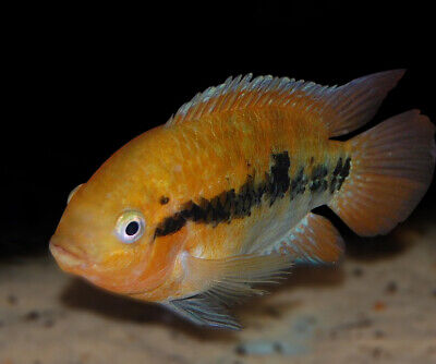 Rainbow Cichlid  - H. multispinosa - Cental American Live Fish (1.5"- 2")