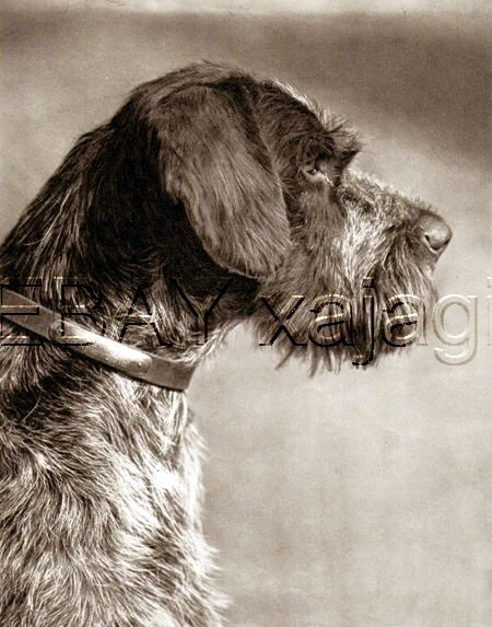 DOG German Wirehaired Pointer Portrait Deutsch Drahthaar, Qualtiy 1941 Print