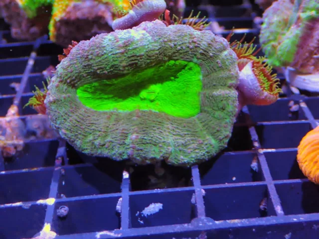 Lobo Coral Marine Aquarium LPs Hard Coral