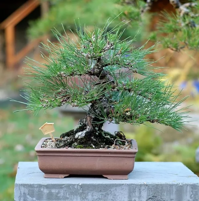Pinus thunbergii (Japanese Black Pine) - 10 seeds