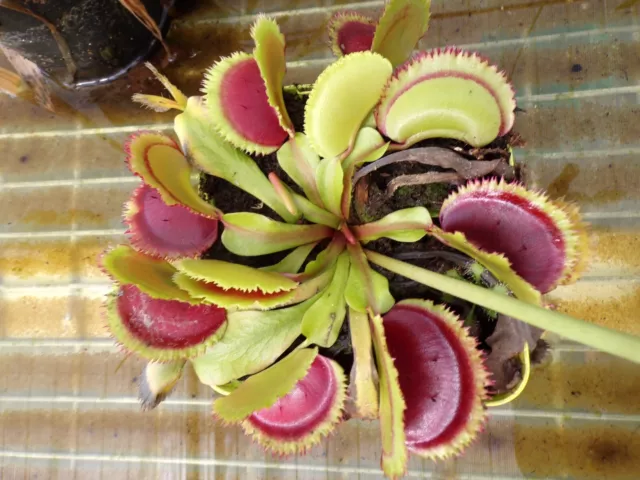 Dionaea muscipula, venus fly trap Giant Clam( ex Vlinka)