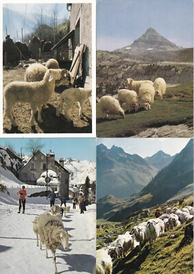 Lot 4 cartes postales postcards 10x15cm LANDES ferme berger moutons brebis 1 