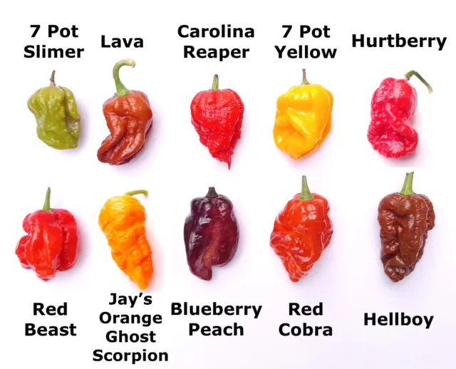 Worlds HOTTEST Chilli Seeds - 80 Chilli Seeds - 10 Varieties inc Carolina Reaper