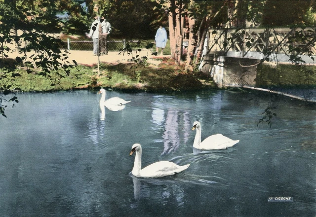 *13216 cpsm Chalons sur marne - le petit garden