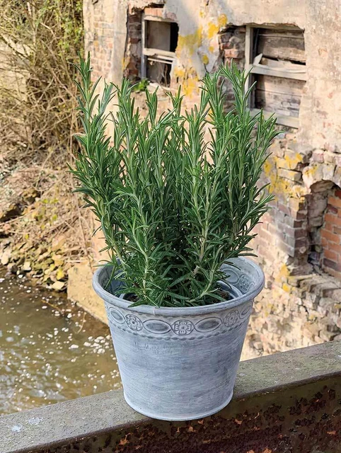 Zinkeimer Blumentopf Rund Pflanztopf Blumenkübel Vintage Landhaus Ø 19cm