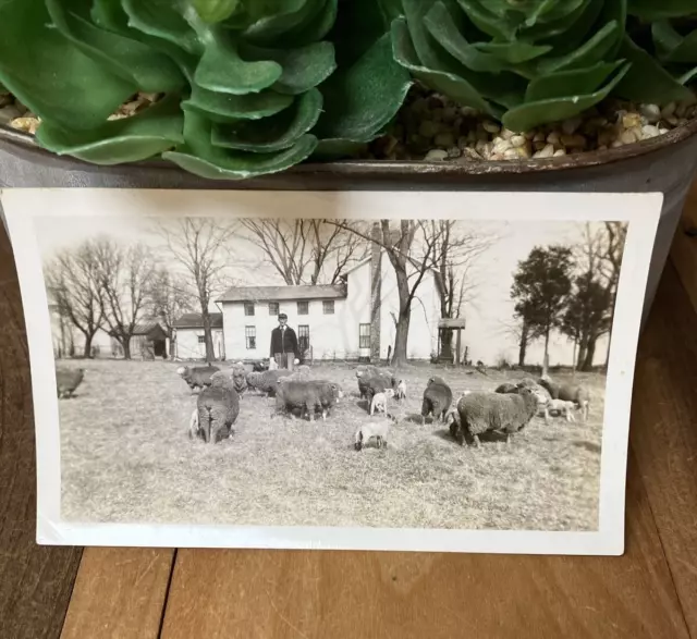 40s Era Sheep Farm Photograph 1942 Picture Vintage Farmer Farmhouse Lambs Print