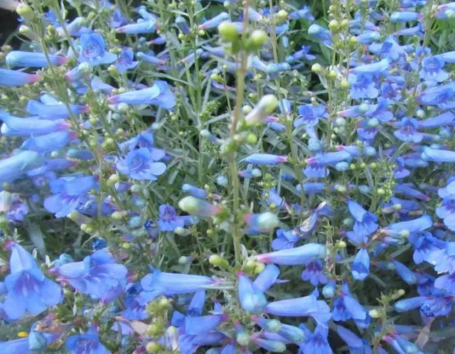 Penstemon 'Electric Blue' Perennial Plug Plants Pack x6