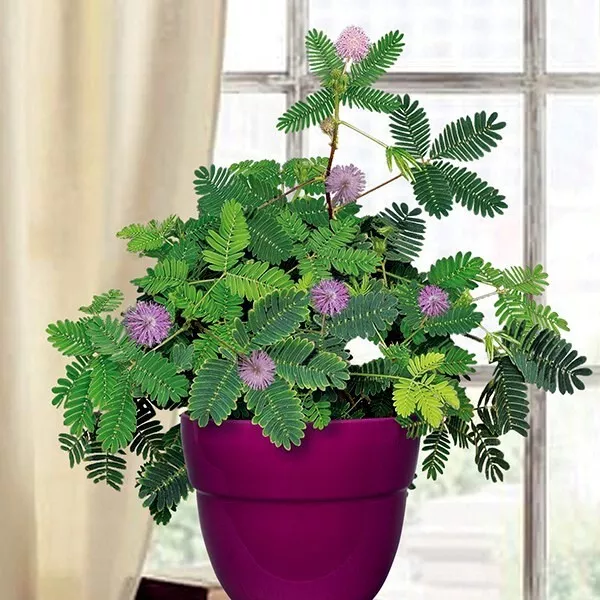 Dwarf (Mimosa pudica) "Sensitive Plant" Tropical Houseplant Flower Tree Seeds