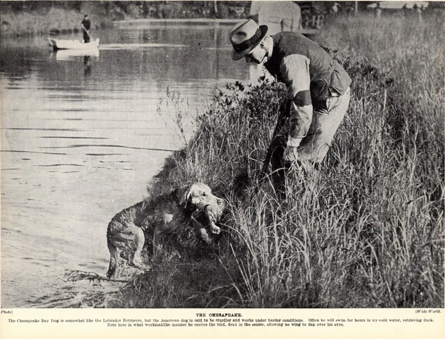 1930s Vintage Chesapeake Bay Retriever Print Retrieving Duck 4725d
