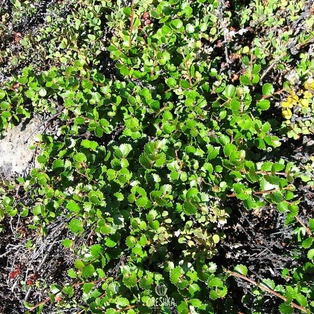 https://www.picclickimg.com/kCcAAOSwL7xmJ3AF/Dwarf-birch-100-PCS-fresh-seeds-Betula-nana.webp