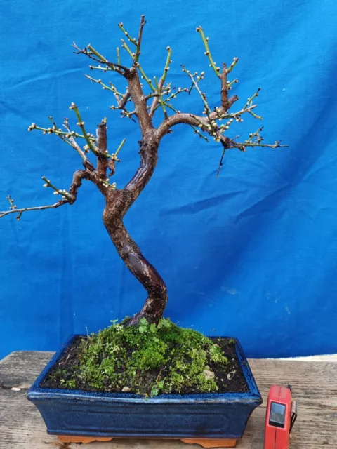 Bonsaï De Prunus Mume H 50 CM Visite Le Magasin