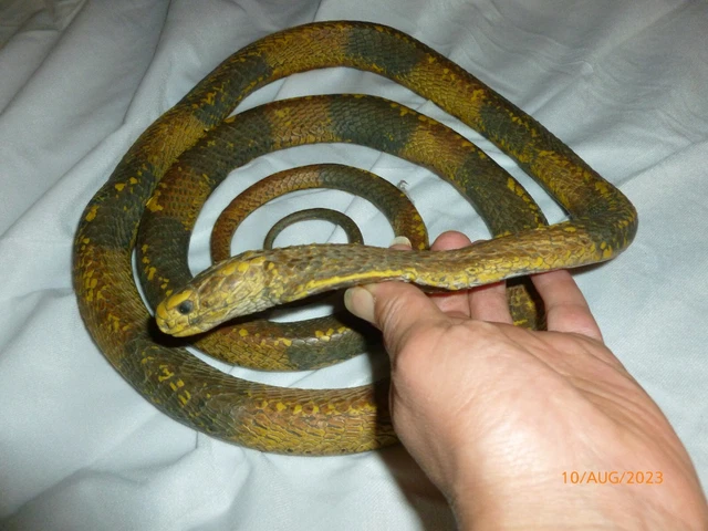 VINTAGE HALLOWEEN DECORATION Prop Rubber Cobra Snake REALISTIC $34.85