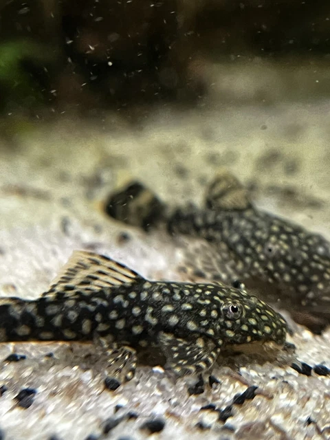 ONE PAIR (2) Fish BRISTLENOSE MIXED pleco( around 1-3 inches) 2