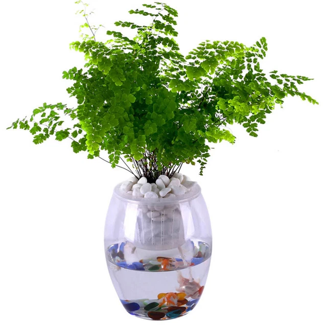 Automatic Plant Waterer Hydroponic Hydroponic Plants Absorb Water 10