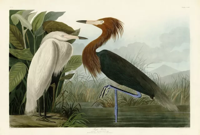 No.256 Purple Heron Audubon Print Repro Havell Edition Double Elephant Folio